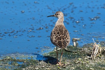 bird