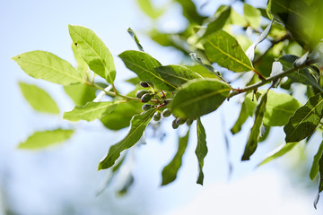 Fototapeta na wymiar laurel tree with bay leaves