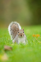 Naklejka na ściany i meble Grey squirrel in park