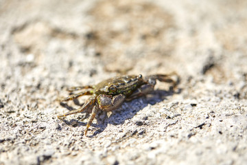 the crab on sandy beach