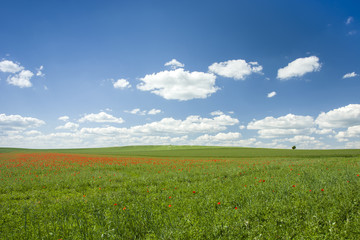 Red poppy fields and white clouds in the sky