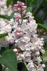 Fototapeta na wymiar Lilacs garden in Moscow. Blooming lilac trees. Color photo.