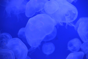Jellyfish in the tank