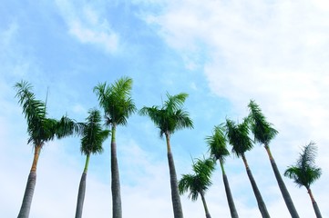 Fototapeta premium Palm trees in the blue sky