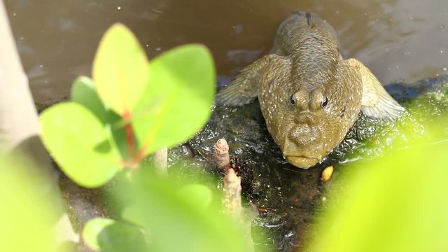 Mud skipper  fish in swamp forest Thailand