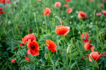 Fototapeta na wymiar Red Opium Poppy flower field (Papaver somniferum) background