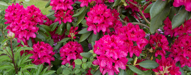 Fototapeta premium Red Azaleas flowers .