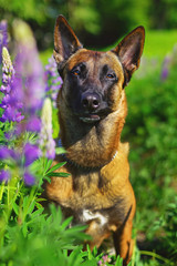 The portrait of a sunny Belgian Shepherd dog Malinois sitting outdoors in a green grass and posing with violet lupine flowers