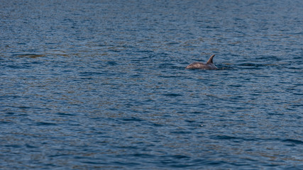 delfin w morzu śródziemnym © BlackMediaHouse