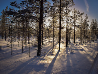 schwedischer Wald