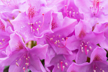 Red Azaleas flowers background.