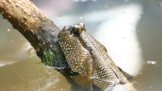 Mud skipper  fish in swamp forest Thailand
