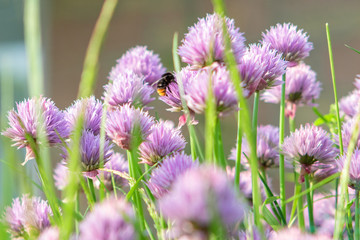 Fototapeta premium Red-tailed Black Bumblebee on a Chive Flower