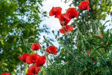 Obraz premium Red Opium Poppy flower field (Papaver somniferum) background