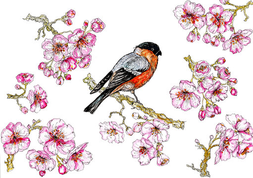 beautiful spring blossom and bright bird watercolor illustration