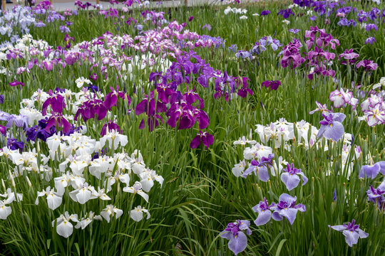 Irises in Horikiri iris garden / Horikiri iris garden is a garden free of admission fee located in Katsushika Ward, Tokyo, Japan