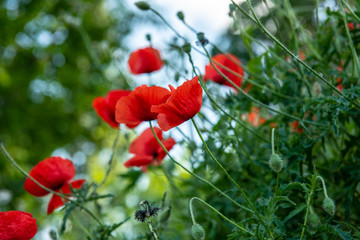 Red Opium Poppy flower field (Papaver somniferum) background