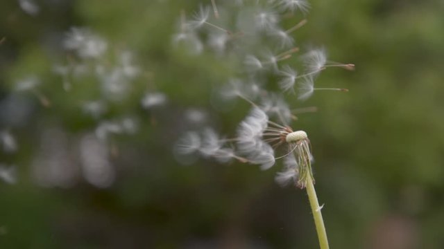 SLOW MOTION, CLOSE UP, DOF, COPY SPACE: Fluffy white blowball gets blown away into the green countryside by the strong spring winds. Cinematic shot of breeze sweeping away a pretty dandelion blossom.