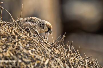 Sociable weaver, Philetairus socius,when  nesting, Kalahari, South Africa