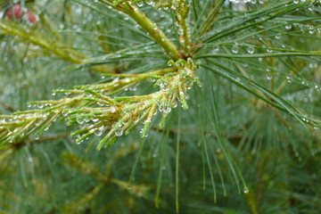water droplets on pine tree