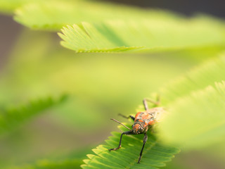 Orange Insect Hiding on Acacia pennata Willd Leaves