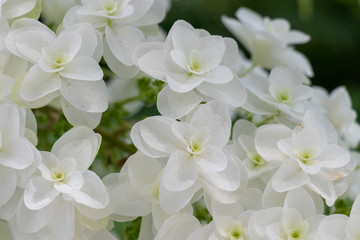 Obraz premium Hydrangea blooming in Katsushika-city, Tokyo, Japan
