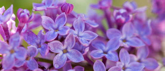 Fototapeta na wymiar Close up of blossoming lilac .