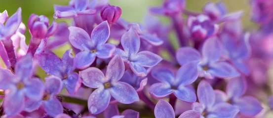 Zelfklevend Fotobehang Close up of blossoming lilac . © Swetlana Wall