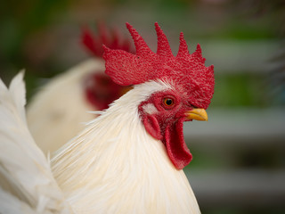 Head of The Bantam
