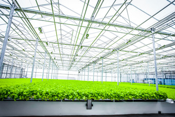 Young plants of lettuce
