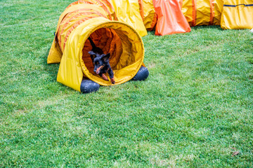 Cross breed dog on agility field,  training and competing,  jumping over obstacles,  crossing over...