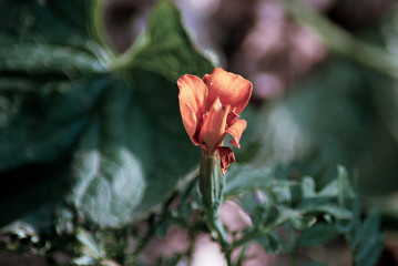 Flower in the garden