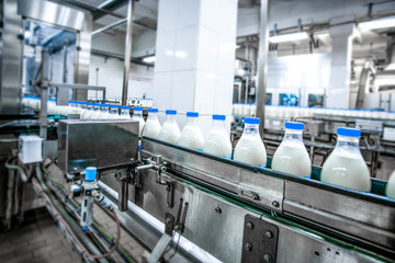 Milk production at factory