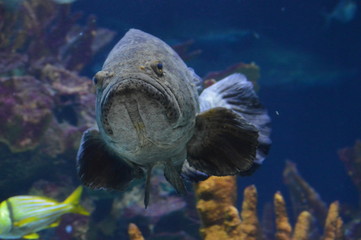 Grouper swimming in the water
