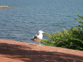 animal, animal themes, animal wildlife, Animals in the Wild, beach, beauty in Nature, bird, day, Land, Nature, no people, one animal, outdoors, perching, sea, seagull, Sunlight, vertebrate, water