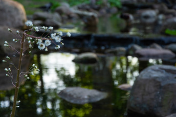 lake calm nature
