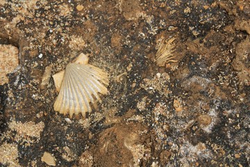Rock texture with marine fossils © SoniaBonet