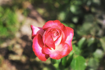 Beautiful rose in the summer.