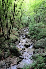 Fototapeta premium paesaggio foresta ruscello acqua natura fiume parcoverde