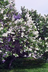 Fototapeta premium Lilacs garden in Moscow. Blooming lilac trees. Color photo.