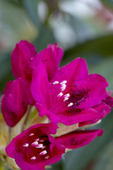 Fototapeta na wymiar Close-up of beautiful red Azaleas flowers.