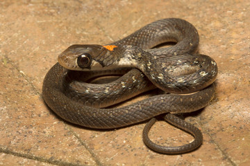 Rhabdophis himalayanus, Rhabdophis himalayanus, Colubridae, Trishna, Tripura , India