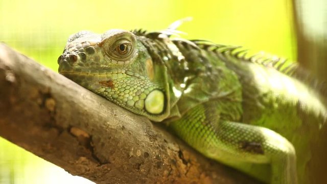 Iguana  on tree in chiangmai Thailand