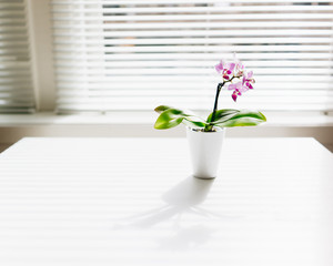 Cymbidium orchid on the white table by the window with natural light on sunny day