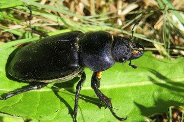 Stag beetle on green leaves in the garden, closeup 