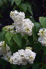 Lilacs garden in Moscow. Blooming lilac trees. Color photo.