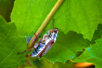 May beetle eats grape leaf