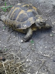 wild turtle came into the garden. she was released.