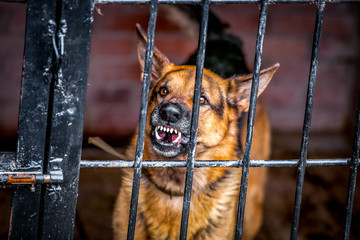 German Shepherd grin - military dog