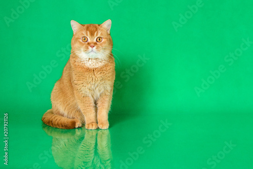 Red British Shorthair Cat Breeds On Green Studio Background Stock
